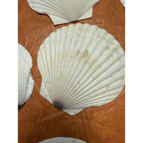 9 White Natural Color Scallop shells for crafts or decor (not food rated) New - Picture 3 of 7